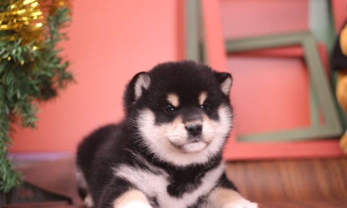 柴犬飛機耳原因