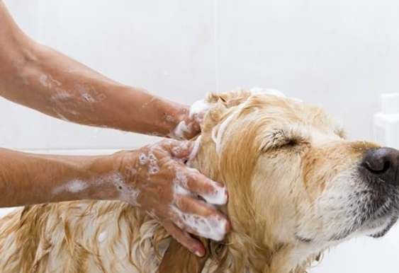 狗狗臉部清潔 狗狗臉部清潔