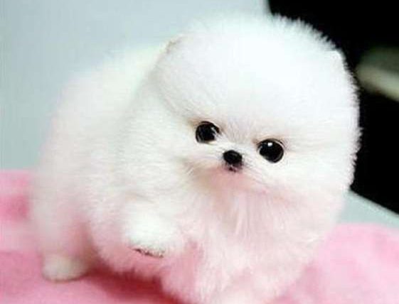 茶杯犬多少钱一只马来西亚