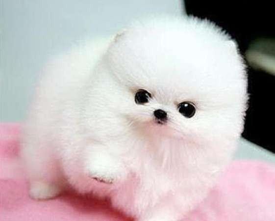 茶杯犬马来西亚价格