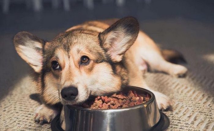 狗狗腎衰竭飲食