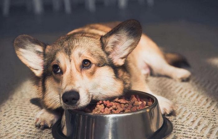 狗狗腎衰竭飲食全攻略：腎臟病毛孩的照護關鍵與實用指南