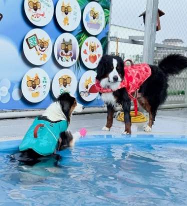 桃園狗狗室內好去處