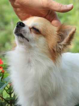 蝴蝶犬購買指南 蝴蝶犬購買指南