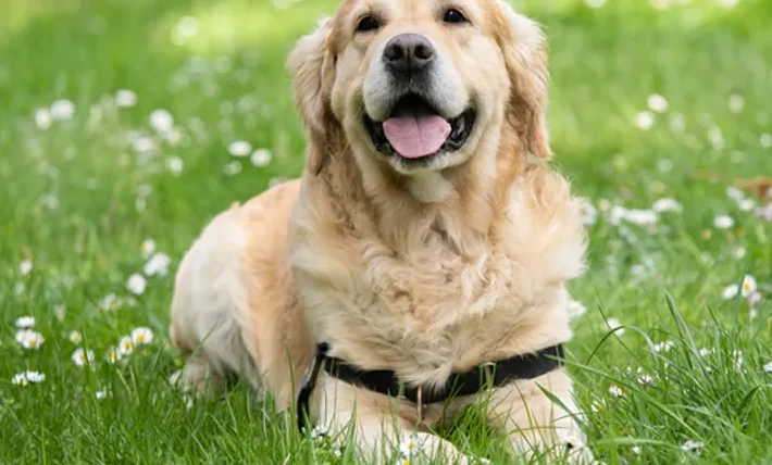 狗肛腺發炎治療費用