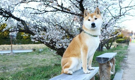 柴犬性格特點 柴犬性格特點