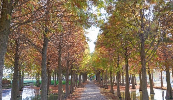 落羽松步道交通 落羽松步道交通