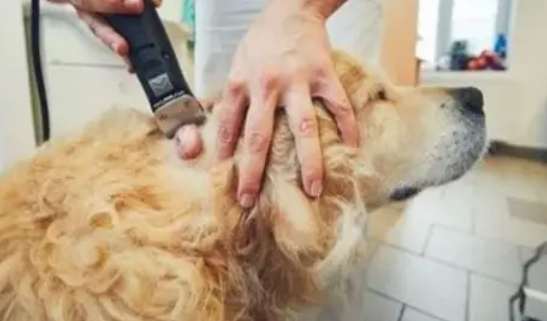 狗狗癌症治療 狗狗癌症治療