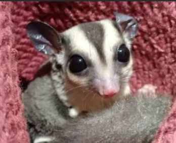 蜜袋鼯行為問題 蜜袋鼯行為問題