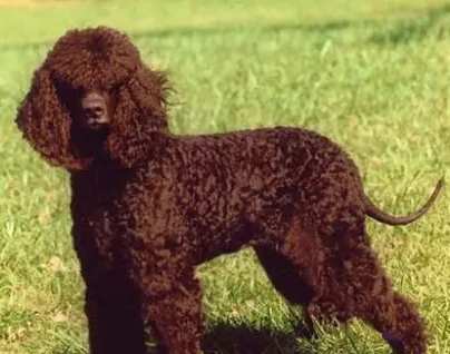 水獵犬品種 水獵犬品種