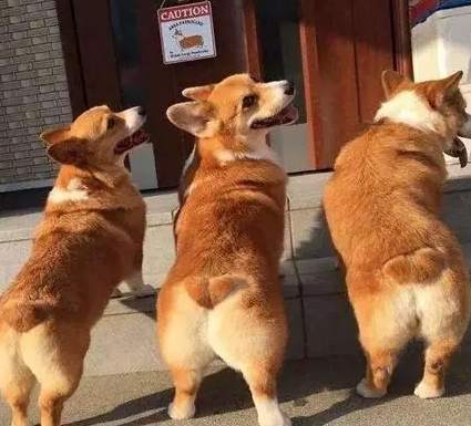 柯基斷尾 柯基斷尾