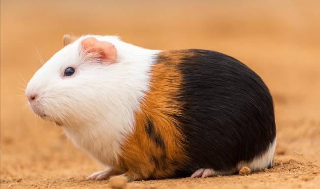天竺鼠與兔子差異