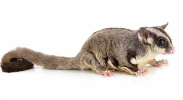 蜜袋鼯吃什麼水果