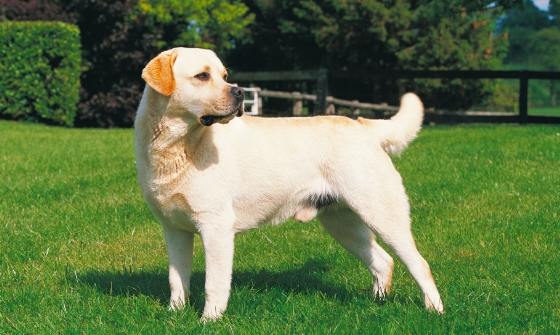 台灣拉布拉多領養 台灣拉布拉多領養