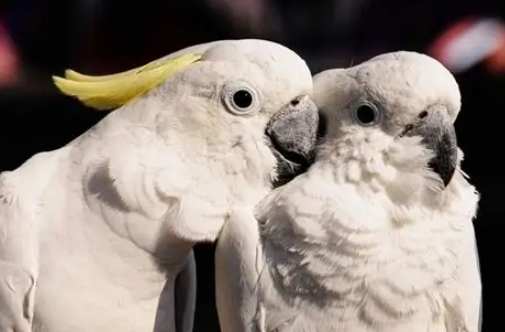 寵物鳥生蛋跡象