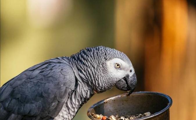 鸚鵡飲食蟲類