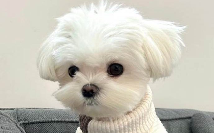 馬爾濟斯聰明嗎