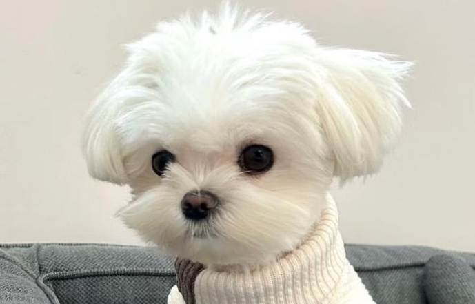 馬爾濟斯犬智力