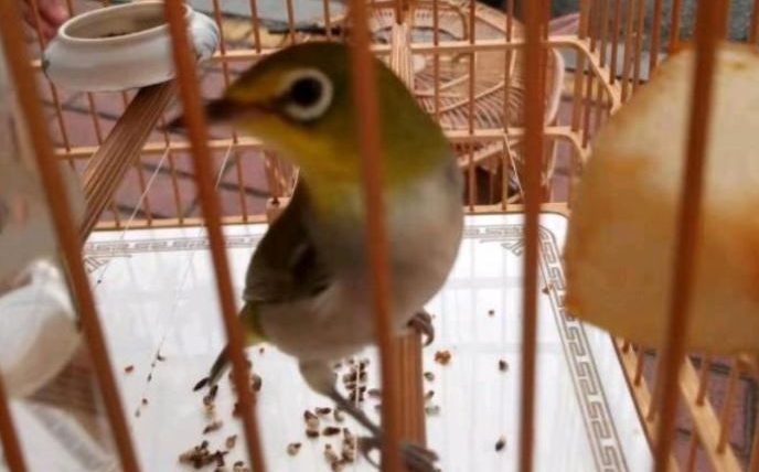 綠繡眼吃什麼蟲