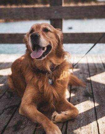 狗狗一直咬人的腳