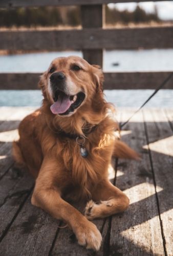 狗狗一直咬人的腳：徹底解析原因與實用訓練指南