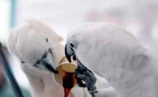 咖啡對鸚鵡有毒嗎