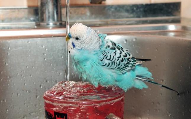 教鸚鵡洗澡方法 教鸚鵡洗澡方法