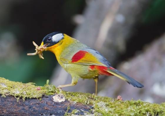 相思雀飼養方法 相思雀飼養方法