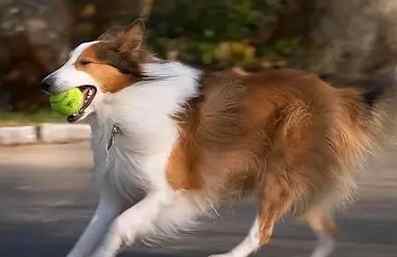 喜樂蒂牧羊犬体型 喜樂蒂牧羊犬体型