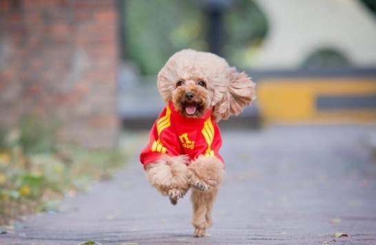 貴賓狗壽命計算