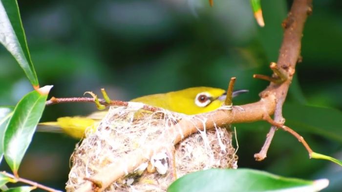 綠繡眼幼鳥餵養頻率