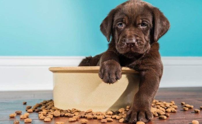 幼犬飼料份量計算