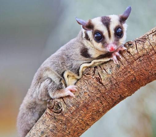 蜜袋鼯飼養方法 蜜袋鼯飼養方法