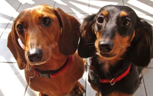 臘腸狗兇嗎 臘腸狗兇嗎