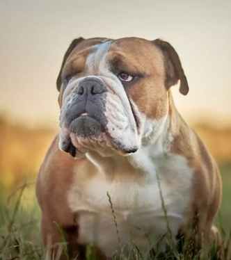 澳洲斗牛犬特徵 澳洲斗牛犬特徵