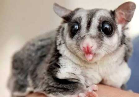 蜜袋鼯餵食禁忌 蜜袋鼯餵食禁忌