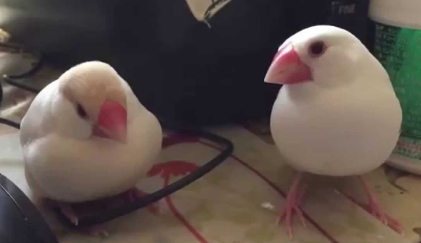 文鳥飲食 文鳥飲食