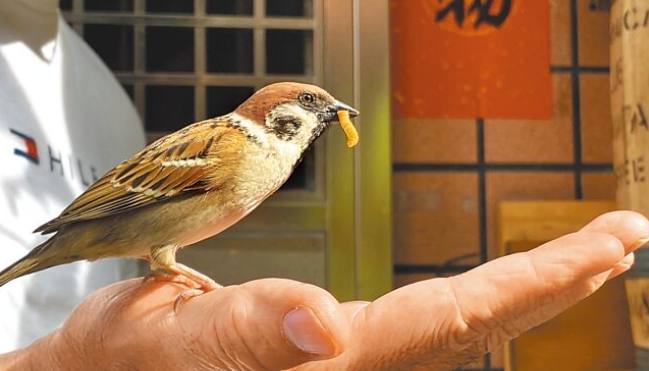 撿到麻雀代表什麼 撿到麻雀代表什麼