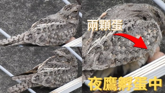 夜鷹蛋養殖
