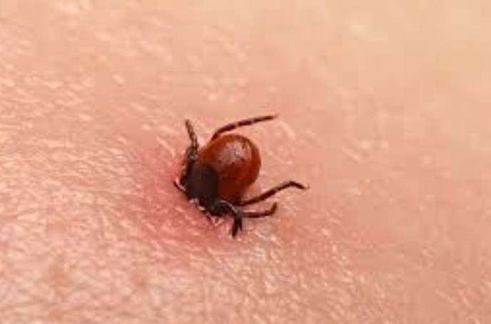 壁蝨咬人全攻略：症狀、處理與預防方法一次看懂