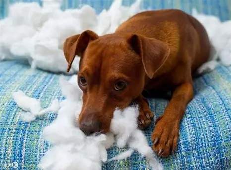 狗狗分離焦慮 狗狗分離焦慮