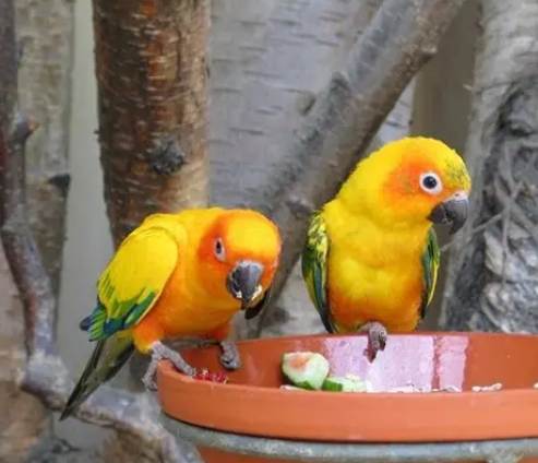 鸚鵡水果安全 鸚鵡水果安全