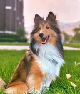 喜樂蒂幼犬價格 喜樂蒂幼犬價格