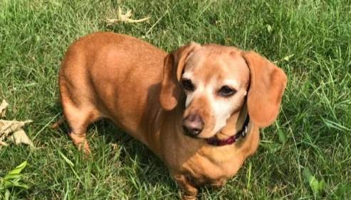 臘腸狗飼料推薦 臘腸狗飼料推薦