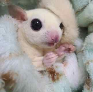 蜜袋鼯飲食 蜜袋鼯飲食