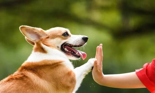 狗狗對主人叫：原因解析與實用解決指南