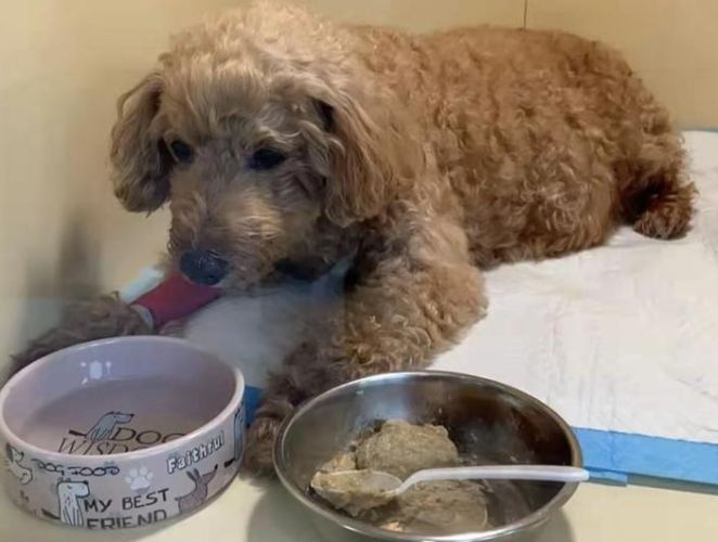 狗狗胰臟炎吃雞蛋 狗狗胰臟炎吃雞蛋