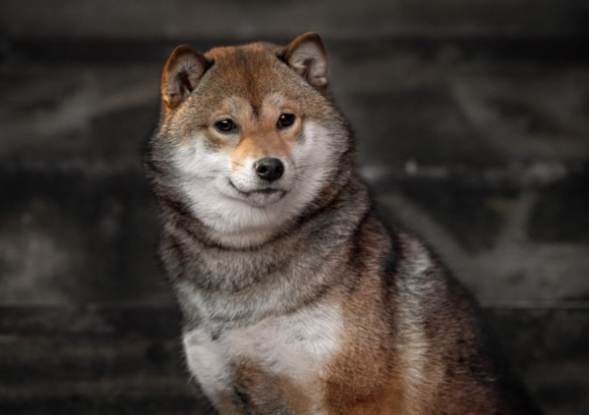 柴犬毛色 柴犬毛色