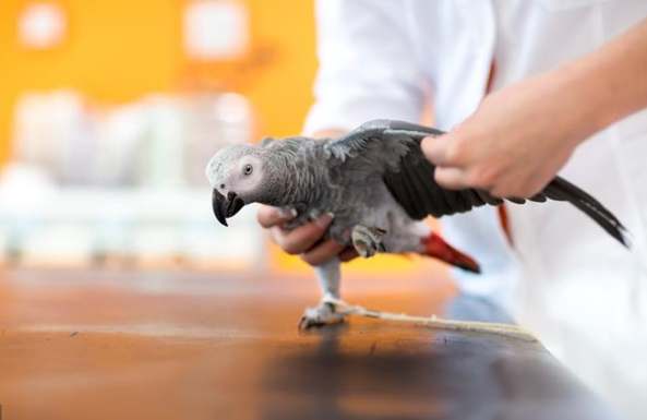 鸚鵡咖啡中毒症狀