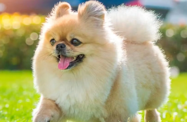 狗狗脂肪瘤變硬